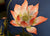 Lotus Embroidery Brocade Traditional Chinese Cushion Covers