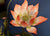 Lotus Stickerei Brokat Traditionelle Chinesische Kissenbezüge