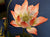 Coussin de siège chinois traditionnel en brocart de broderie Lotus
