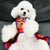 Floral Brocade Traditional Cheongsam Chinese Dress for Dog Teddy