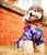 Traditional Korea Costume Hanbok with Bownot for Dog Teddy